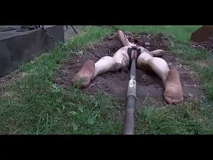 Gran culo pelirroja  ...